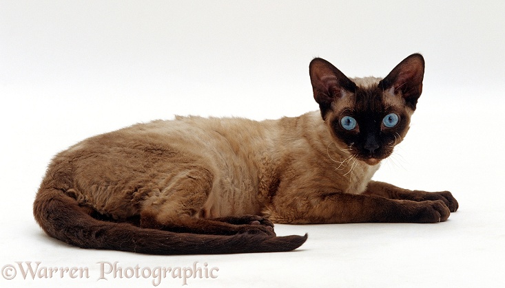 Seal-point Devon Si-Rex cat, white background