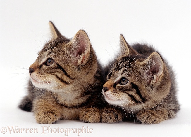 Two Wild Cat (Felis silvestris) kittens, 9 weeks old, white background