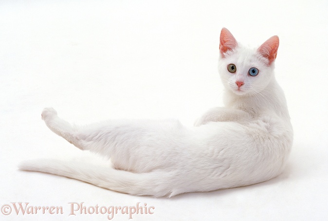 Odd-eyed white Bengal-cross female cat, 6 months old, lying with head up, looking over her shoulder, white background