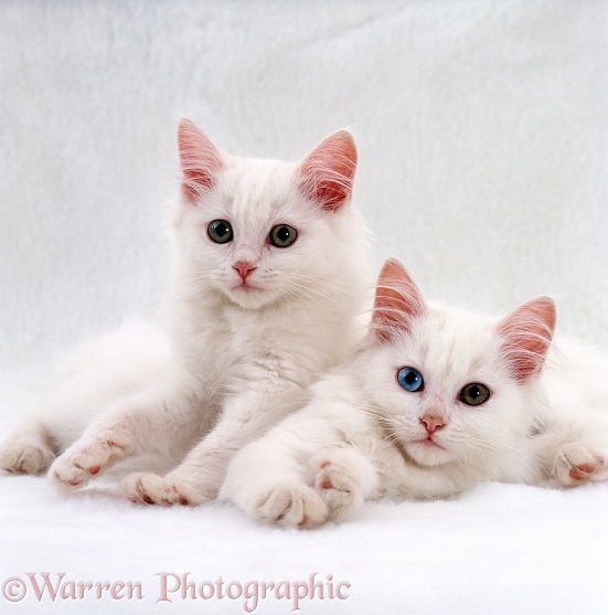 Two white Persian-cross kittens, one with odd coloured eyes, white background