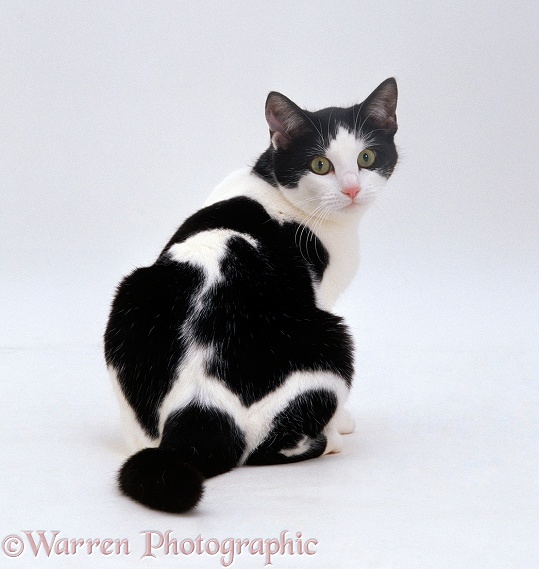 Black-and-white female cat, Marge, rear view looking back, white background