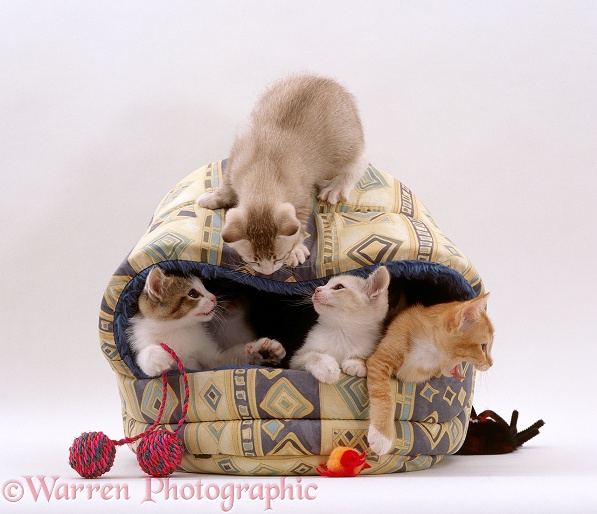 Four kittens, 8 weeks old, playing in an igloo bed, white background