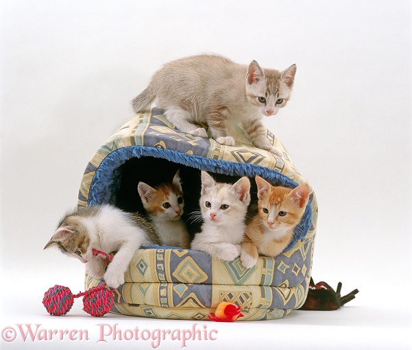 Five kittens, 8 weeks old, in an igloo bed, white background