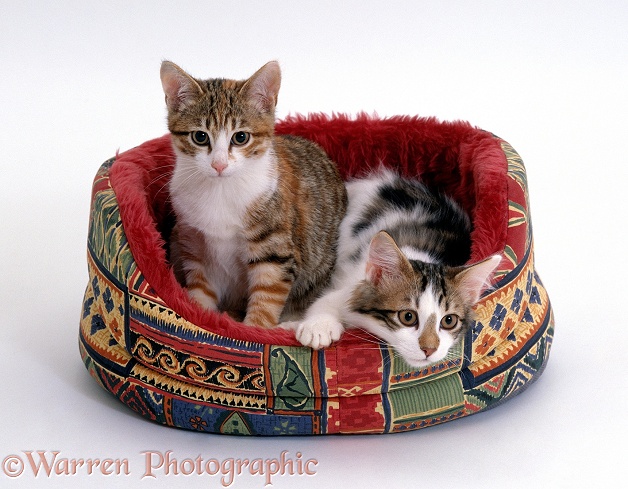 Two Tabby-and-white kittens in an oval cat bed, white background