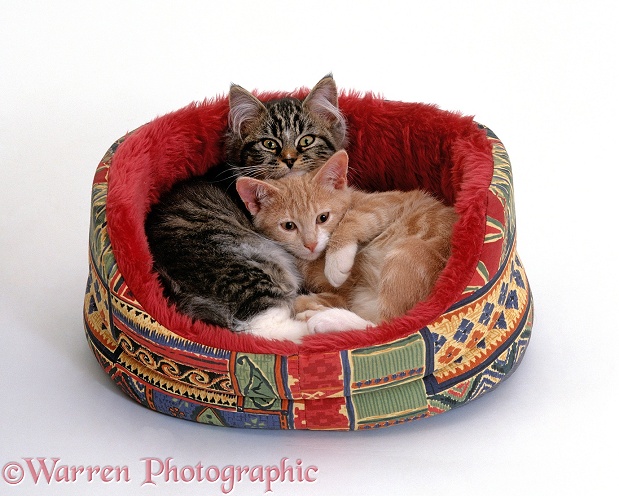 Two kittens in in a soft cat bed, white background