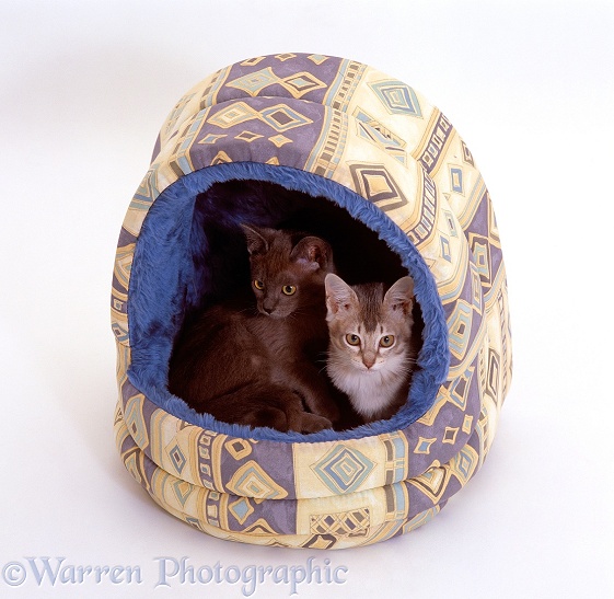 Two kittens in an igloo bed, white background