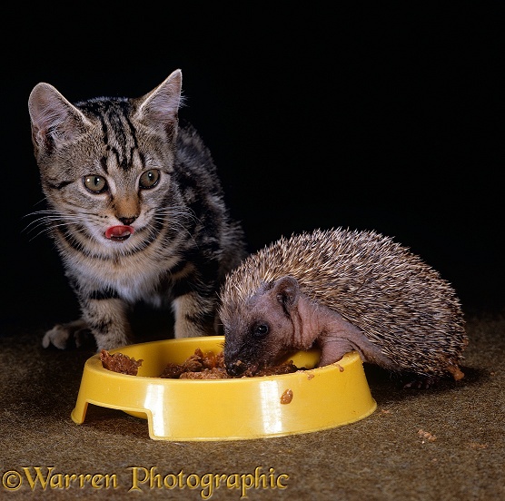 Tabby kitten and young Hedgehog (Erinaceus europaeus), both 8 weeks old, sharing bowl of cat food