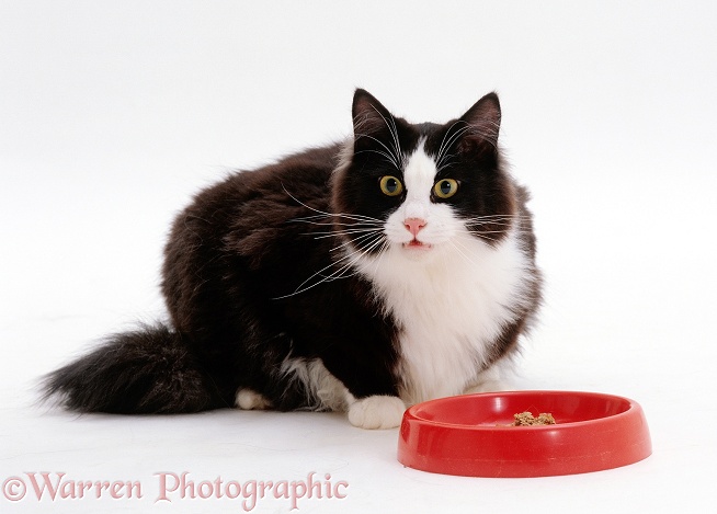 Black-and-white cat, Fat-Felix, glancing up while eating, white background