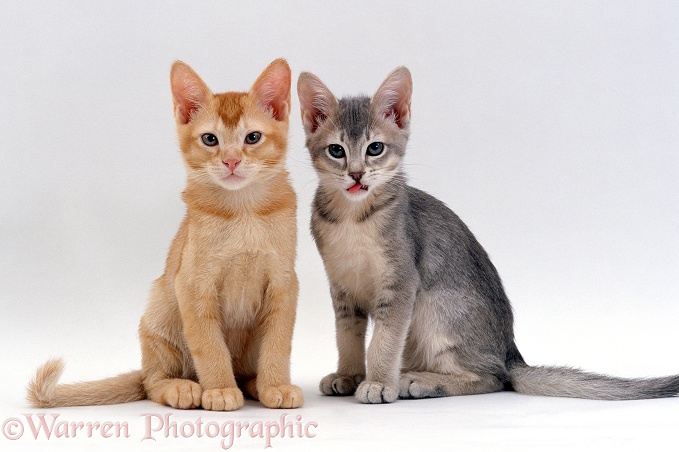 Pansy's ticked-silver Burmese-cross kitten, Bella, with her red brother, Ozzie, 10 weeks old, white background