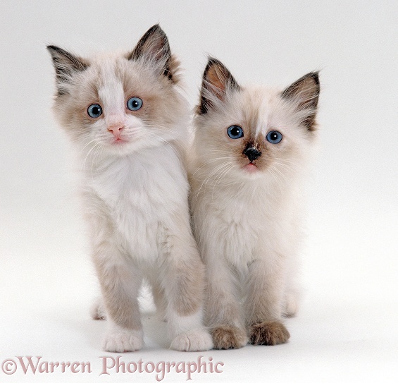 Ragdoll x Birman kittens, 8 weeks old, brother and sister, white background