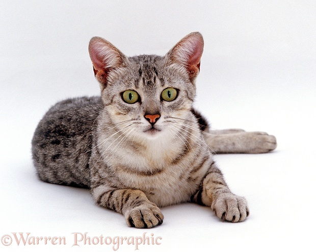 Silver Egyptian Mau female cat, Holly, lying with head up, white background
