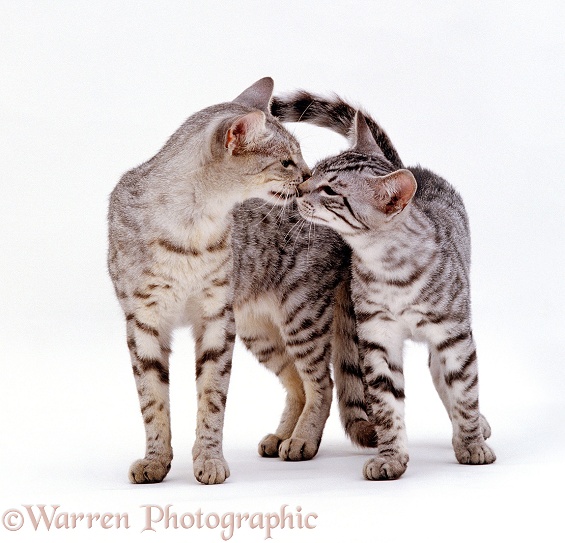 Female Silver Egyptian Mau cat, Holly, sniffing noses with her kitten, 14 weeks old, white background