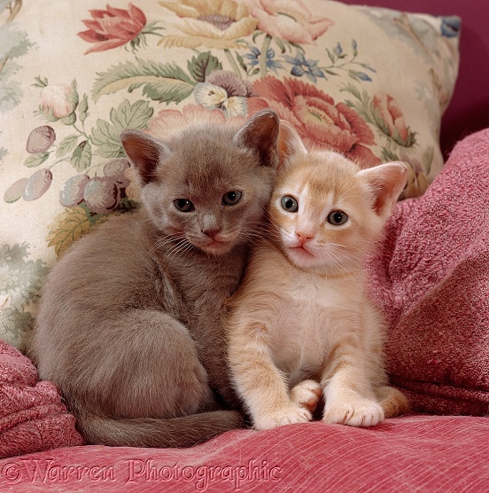 Blue and cream kittens, 6 weeks old, among cushions