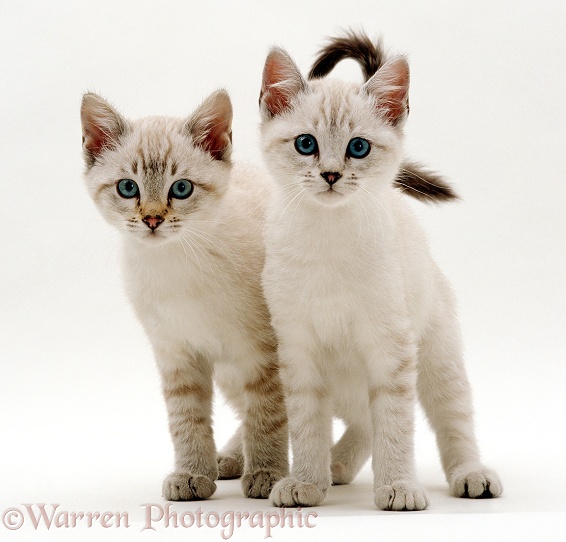 Two blue-eyed Sepia snow Bengal-cross kittens (Tagor x Annie), 10 weeks old, standing together, white background