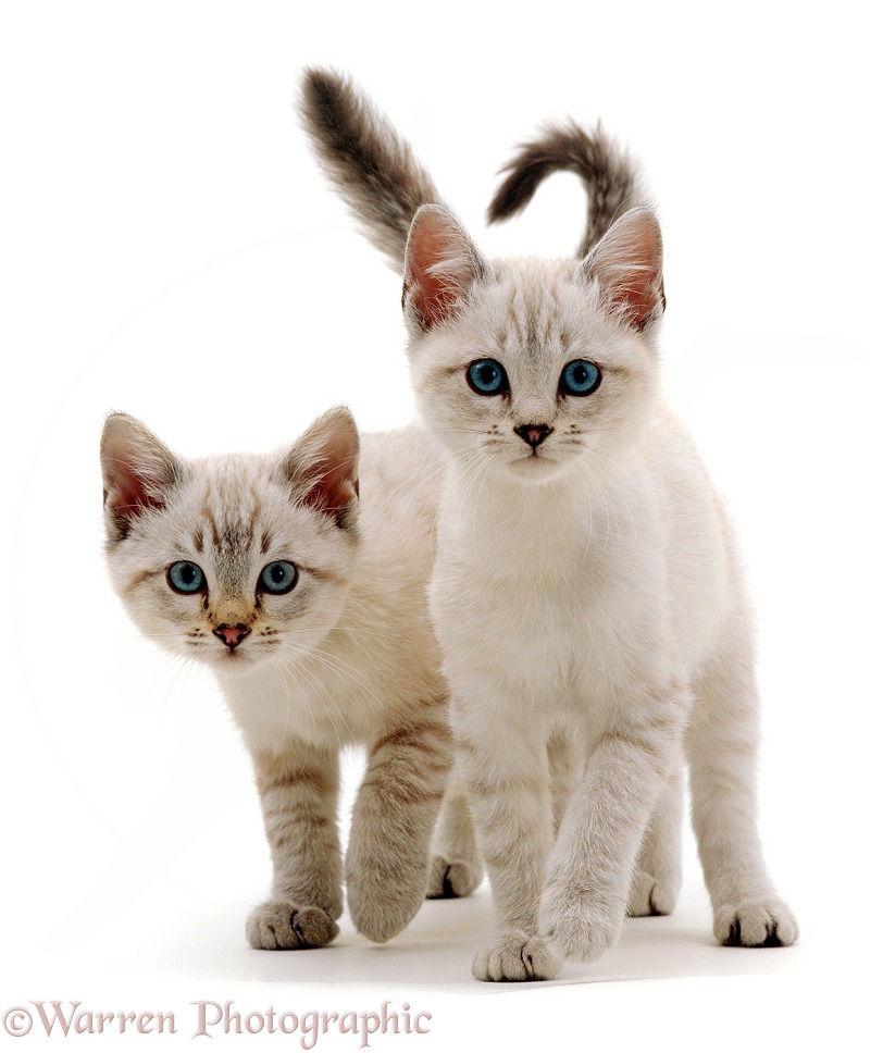 Two blue-eyed Sepia snow Bengal-cross kittens (Tagor x Annie), 10 weeks old, walking together, white background