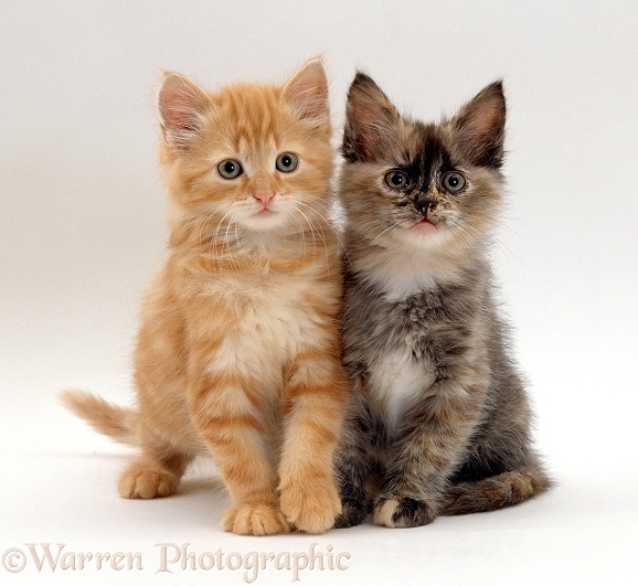 Two fluffy tortoiseshell and ginger kittens, 8 weeks old, white background