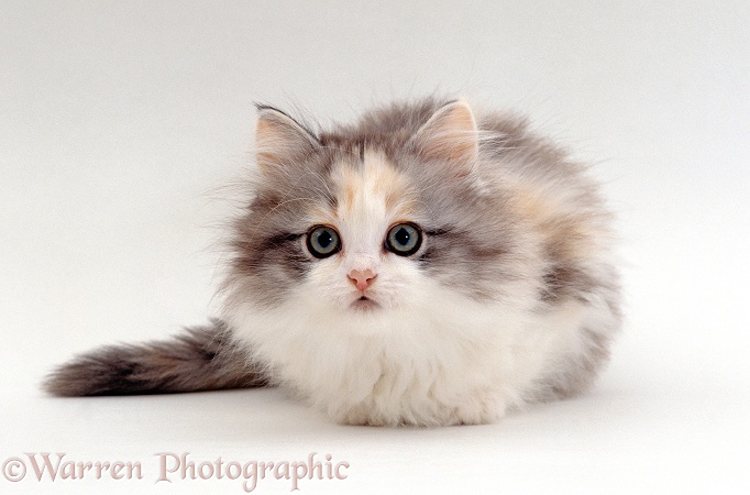 Chinchilla-cross Silver tortoiseshell kitten, Blossom, 8 weeks old, crouching, white background