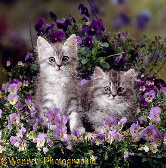 Two fluffy silver tabby kittens, 8 weeks old, amongst winter-flowering pansies