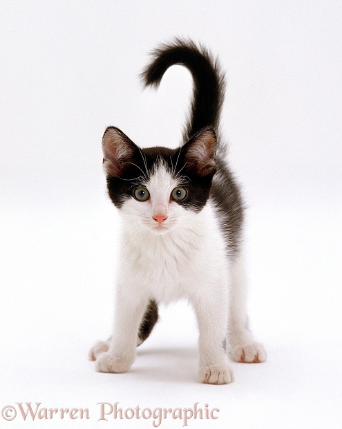 Black-and-white kitten, Marge, 4 months old, white background
