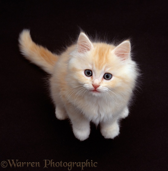 Cream Persian-cross kitten sitting on black background and looking up
