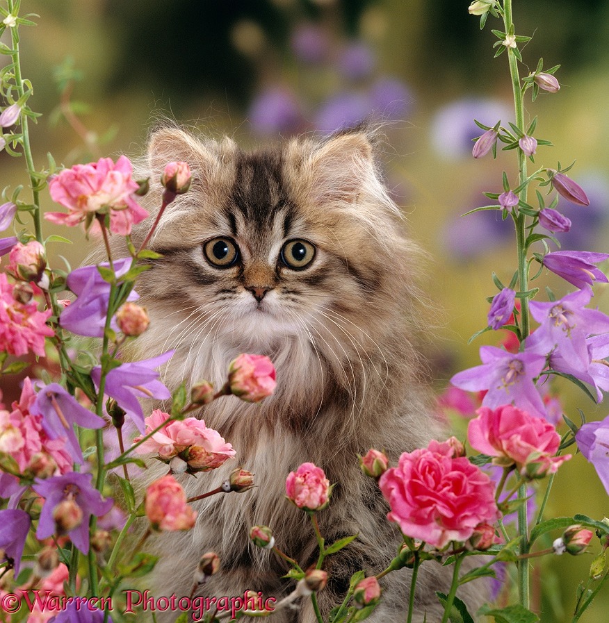 Long haired tabby Persian kitten among Dwarf roses and Bellflowers