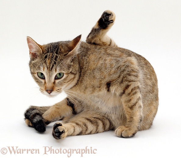 Female tabby cat, cleaning herself after mating, white background