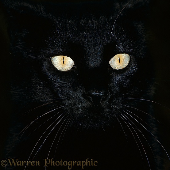 Black cat with pupils closed in bright light