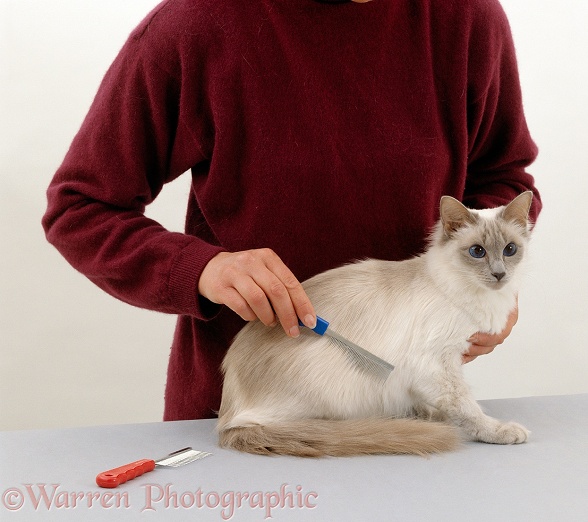 Long-haired Balinese female cat being groomed by handler, white background