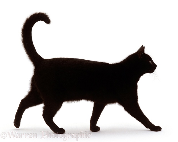 Black short-hair male cat walking profile, white background