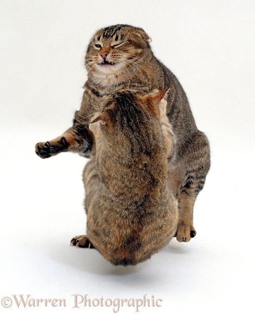 Agouti tabby male cat leaping away as tabby female lashes out at climax of mating, white background