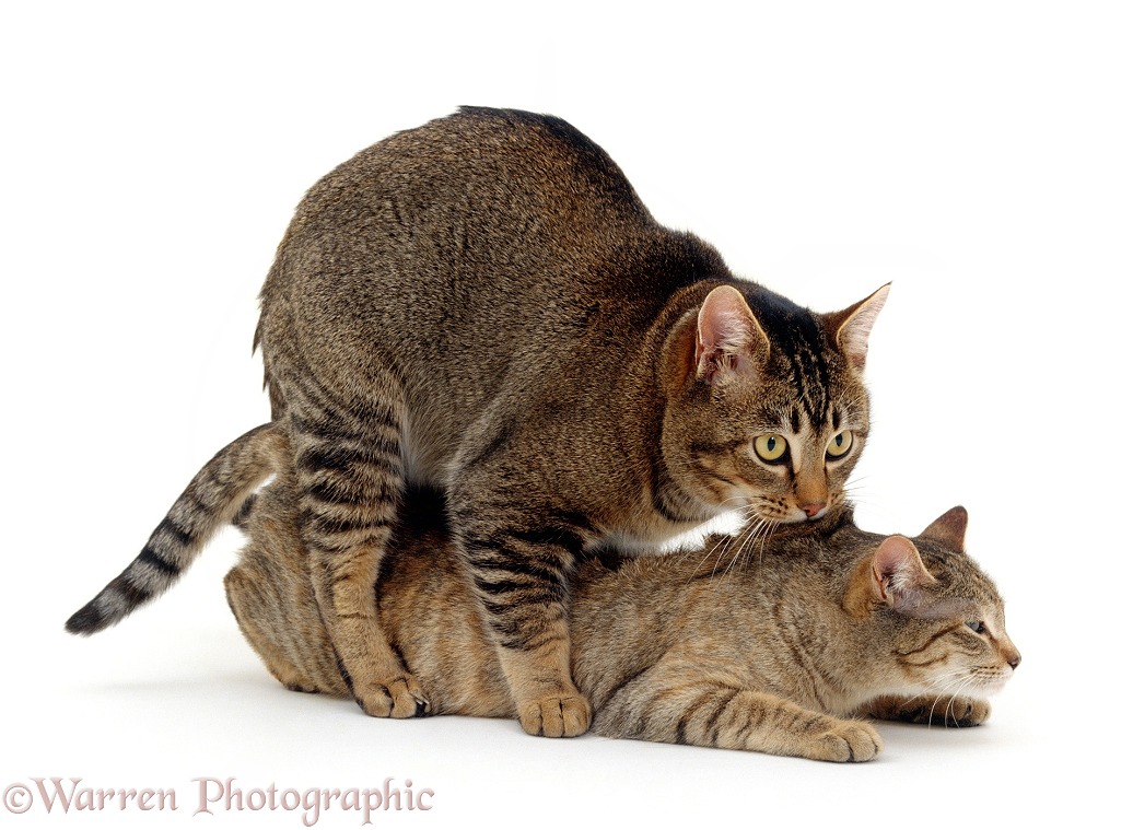 Cats mating. Agouti Tabby male, holding Tabby female by the scruff and treading her as they position for penetration, white background