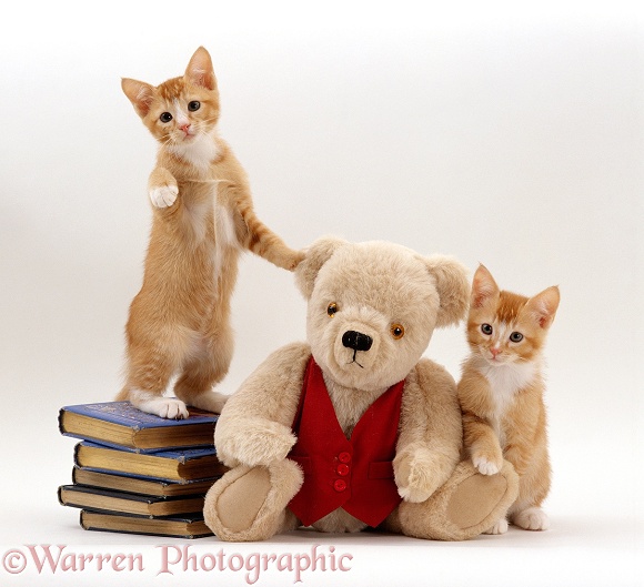 Two ginger kittens with cream Teddy Bear in red waistcoat, white background