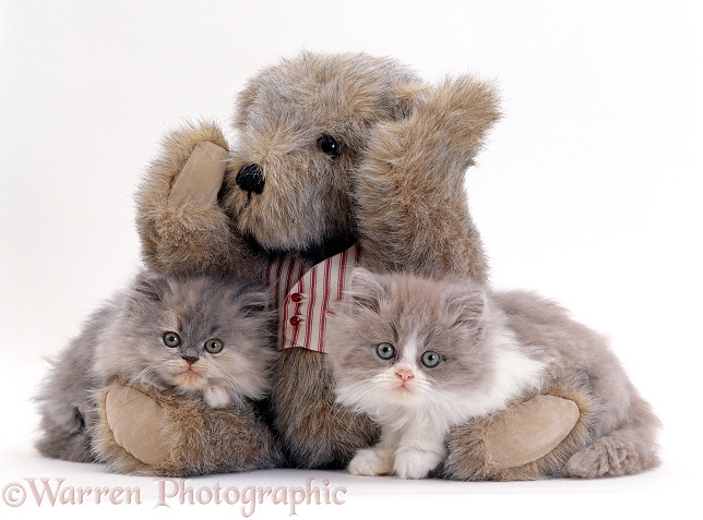 Two Blue Persian kittens with a brindle Teddy Bear, white background