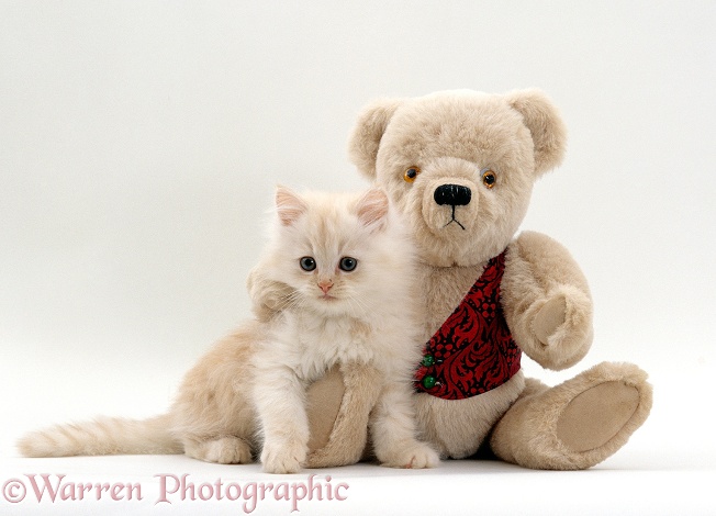 Cute fluffy cream kitten with cream teddy bear, white background