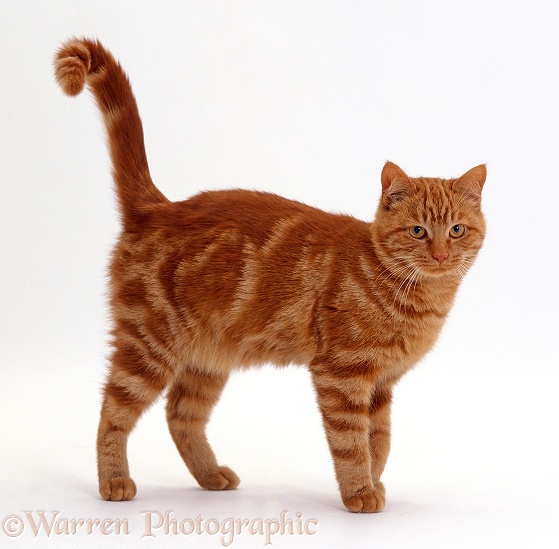 Classic red tabby male cat, white background
