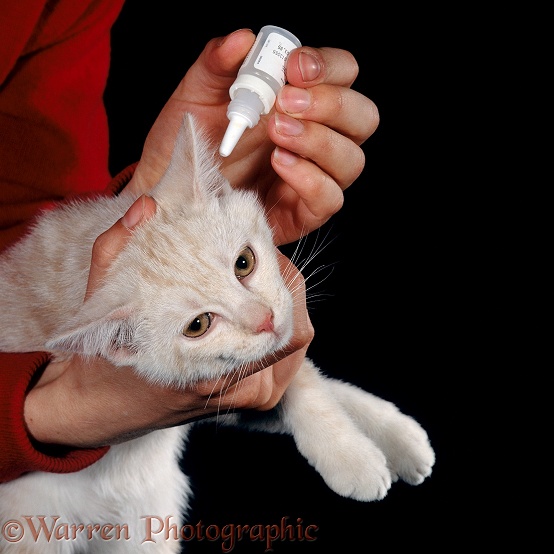Cream tabby male kitten, 10 weeks old, being held firmly ready for antibiotic drops in its ear