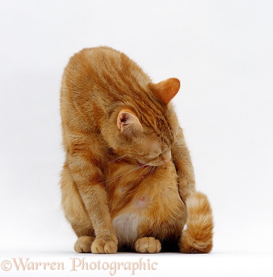 Ginger female cat, Lucky, sitting and washing the fur on her tummy, white background
