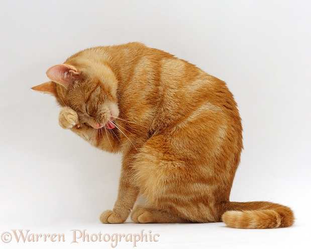 Ginger female cat, Lucky, sitting washing her face using a front paw, white background