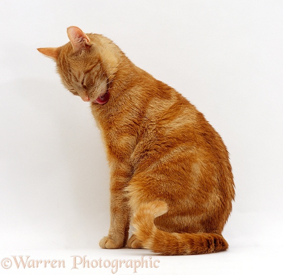 Ginger female cat, Lucky, licking the fur under her chin as far up as she can, white background