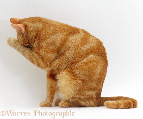 Ginger female cat, Lucky, sitting rubbing her eye with her wrist, white background