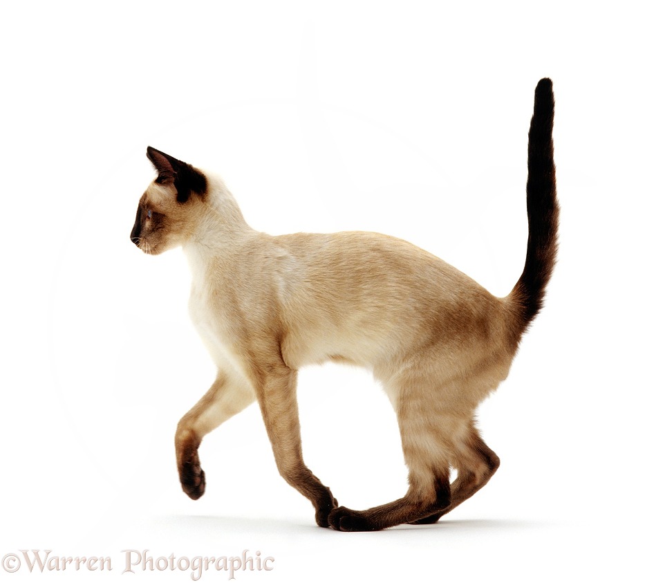 Seal point Siamese juvenile cat running across, white background