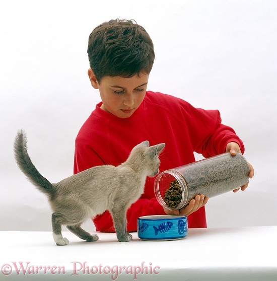 Boy feeding dried catfood to Lilac Tonkinese kitten, white background
