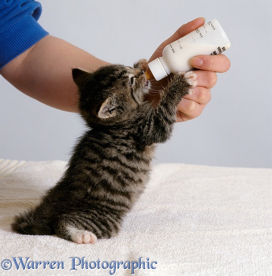 4 week old orphan kitten, bathed and dry, suckling milk from feeding bottle, white background