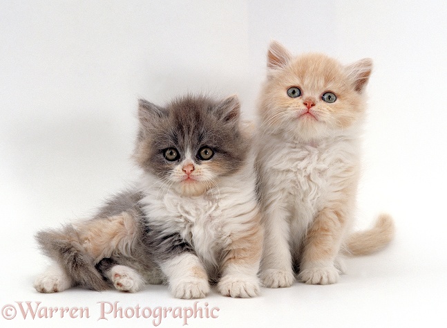 Blue-cream bicolour and Cream bicolour Persian kittens (Cobweb x Peony), 7 weeks old, white background