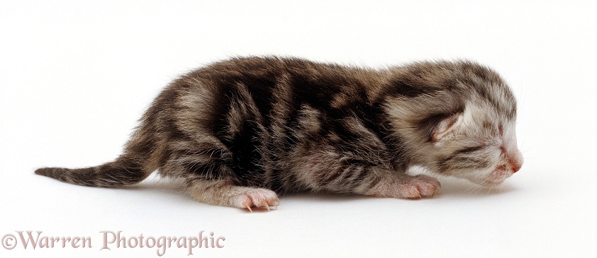 Silver tabby male kitten, 1 day old. Growing up sequence 1/6, white background
