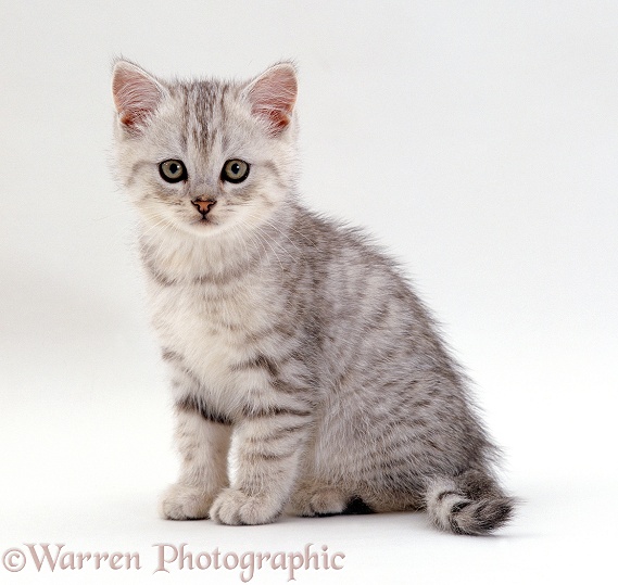 Silver tabby male kitten (Cosmos x Thisbie), 7 weeks old, sitting, white background