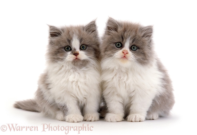 Two Persian cross lilac bicolour kittens, 9 weeks old, white background