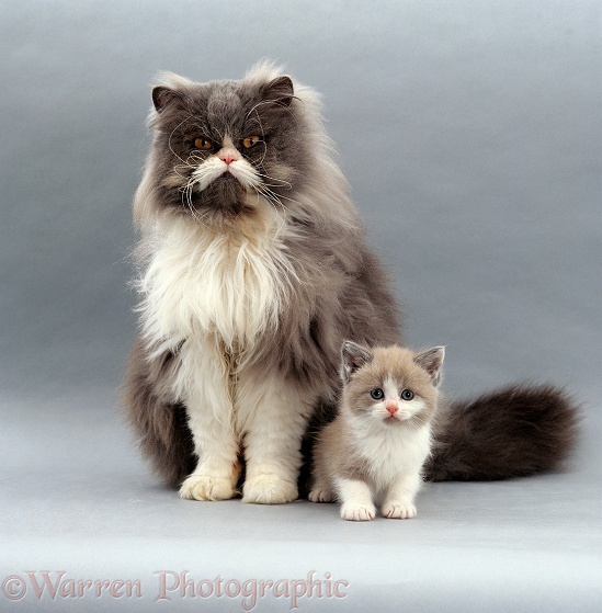 Blue bicolour Persian male cat, Cobweb, with his 6-week-old Lilac bicolour kitten, Gossamer II