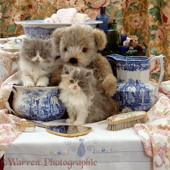 Blue bicolour Persian kittens, Cobweb and sister, Coriander, 9 weeks old, with Brindle teddy bear and Victorian Staffordshire wash-stand set