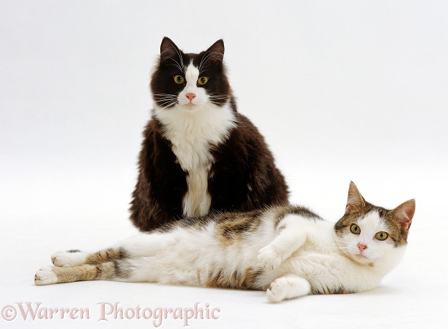 Overweight Black-and-white cat, Fat Felix, and his plump friend, Lily, white background